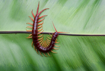 A centipede can bite. It is a poisonous animal and has a lot of legs. It's on a large leaf.