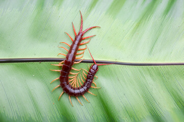 A centipede can bite. It is a poisonous animal and has a lot of legs. It's on a large leaf.