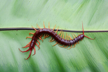 A centipede can bite. It is a poisonous animal and has a lot of legs. It's on a large leaf.