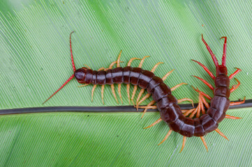 A centipede can bite. It is a poisonous animal and has a lot of legs. It's on a large leaf.