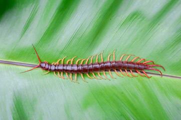 A centipede can bite. It is a poisonous animal and has a lot of legs. It's on a large leaf.