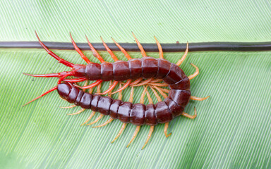 A centipede can bite. It is a poisonous animal and has a lot of legs. It's on a large leaf.