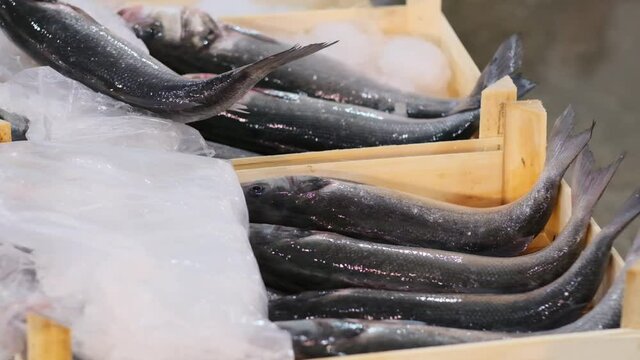 fish market. fresh fish in crates ready for sale. fresh fish in the safe.