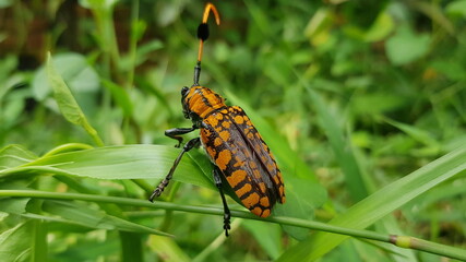Cambodia. Aristobia approximator is a species of beetle in the Longhorn family. This species grows to 36mm. Siem Reap province.