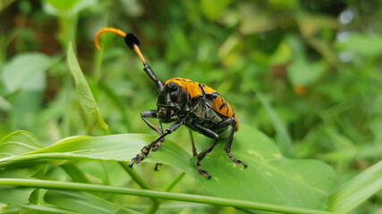 Cambodia. Aristobia approximator is a species of beetle in the Longhorn family. This species grows to 36mm. Siem Reap province.