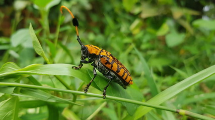 Cambodia. Aristobia approximator is a species of beetle in the Longhorn family. This species grows to 36mm. Siem Reap province.