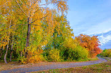 Autumn mixed forest in the early morning.