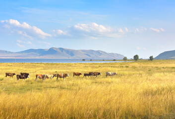 Obraz premium A herd of cows on the bank of the Yenisei River