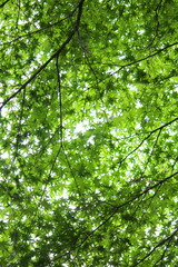 Japanese Maple leaves