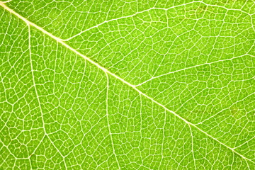 Macro of rose leaf