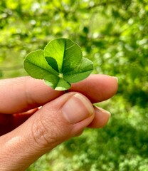 Hand holding lucky green four-leaf clover plant