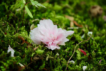 Sakura (cherry blossom) in moss