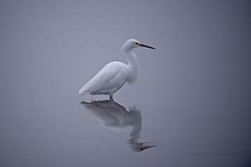 Fototapeta na wymiar Snowy Egret in a Fogy Lake