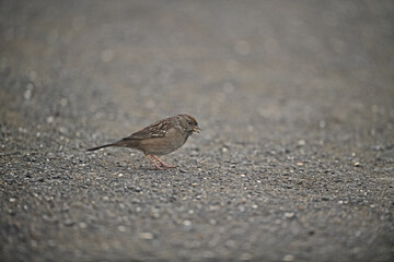 Golden Crowned Sparrow - Zonotrichia atricapilla