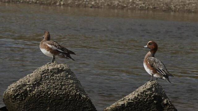 Pair of Eurasian wigeons sitting beside a river.