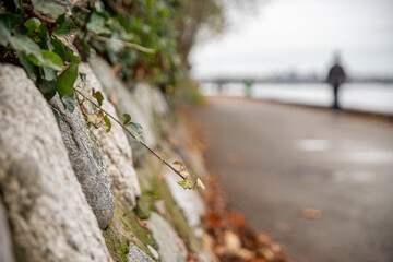 English Ivy on a Rock Wall Beside a Path