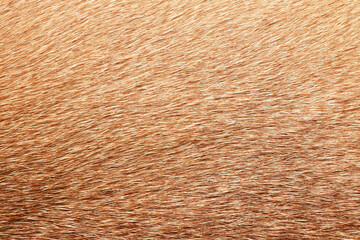 Full frame brown fur textures and textures for design,horse,cow hair.