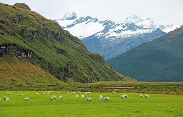 Fototapeta na wymiar Pasture and sheep in Mt Aspiring NP, New Zealand
