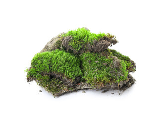 Green moss with ground isolated on white background