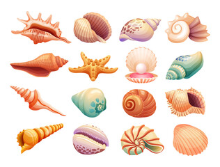 Various seashells illustration isolated on white background