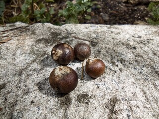 açaí seed, already dries on top of cement