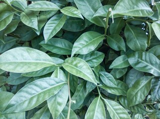 Ora-pro-nóbis Leaf, Typical Brazilian Plant