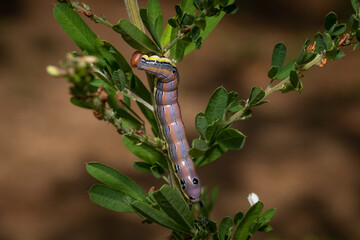 A Black-spotted Prominent (Dasylophia anguina) caterpillar munching on some nice green leaves. Raleigh, North Carolina.