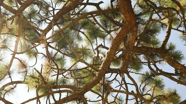 Looking Up Through The Pine Trees In The Forest - Low Angle, Orbit