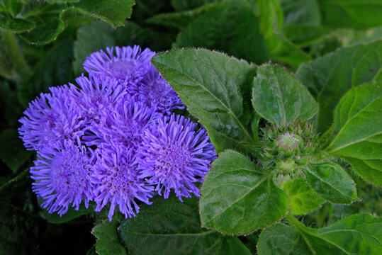 Flores. Agerato, celestina ( Ageratum houstonianum)