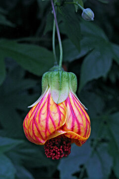 Flores. Lanterna-chinesa, campainha ( Abutilon striatum).