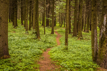 A path in a spruce park in Minsk city, Belarus