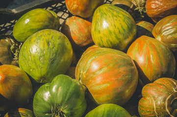 Fresh harvest of young tomatoes from the garden. Tomatoes in a plastic box. Natural vegetables. Selective focus