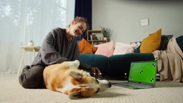 Young woman petting corgi dog close-up. Handler strocking her golden puppy in living room. Happy domestic animal lying near laptop with chroma green screen. Pembroke welsh corgi relaxing. 