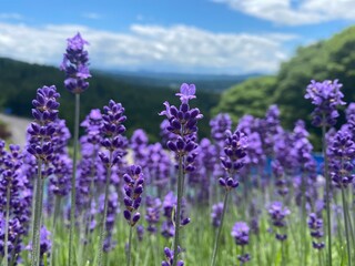 Obraz premium field of lavender