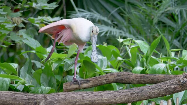 Funny Platalea Ajaja standing on one leg and stretching, perched on wooden branch in Jungle - Close up slow motion