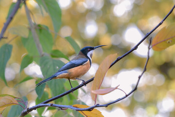 Eastern spinebill honeyeater (Acanthorhynchus tenuirostris) perched on a branch 