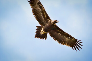 Wedge tailed eagle flying overhead 