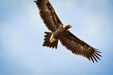 Rolgordijnen Wedge tailed eagle flying overhead  © Wabi