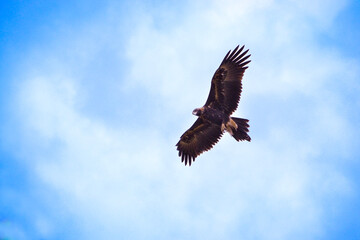 Wedge tailed eagle hovering over prey