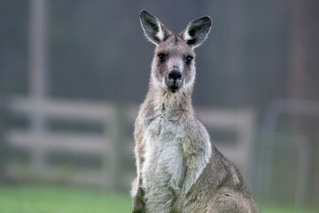 Portrait of eastern grey kangaroo