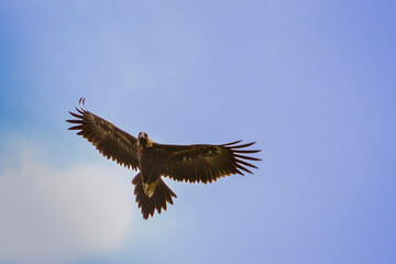 Australian wedge tailed eagle in flight