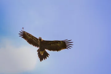 Zelfklevend Fotobehang Australian wedge tailed eagle in flight © Wabi