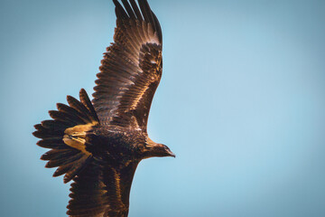 Australian wedge tailed eagle in flight