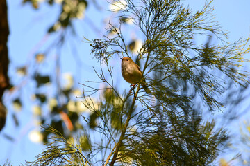 Tiny Thornbill bird on a branch