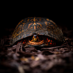 Turtle hides in his shell