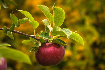 Branch of apple tree at fall with Red apple foreground - bokeh yellow and green
