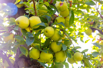 Closeup of ripe golden apples on a branch in the summer garden
