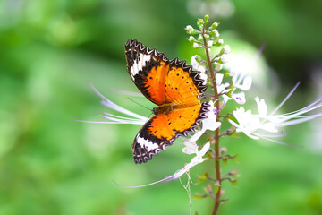 Beautiful butterfly drinking nectar from white flower in garden background
