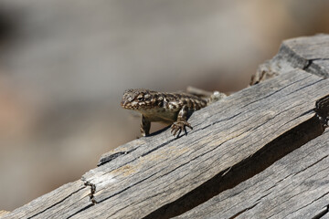 lizard on a tree