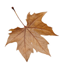 leaf dry autumn falling isolated with water on it veins